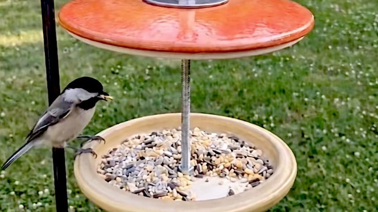 A Chickadee eating bird seed from a DIY bird feeder made out of two pot lids.