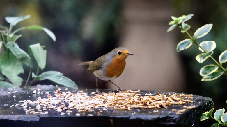 A gray and brown bird eating some bird food on a rock.