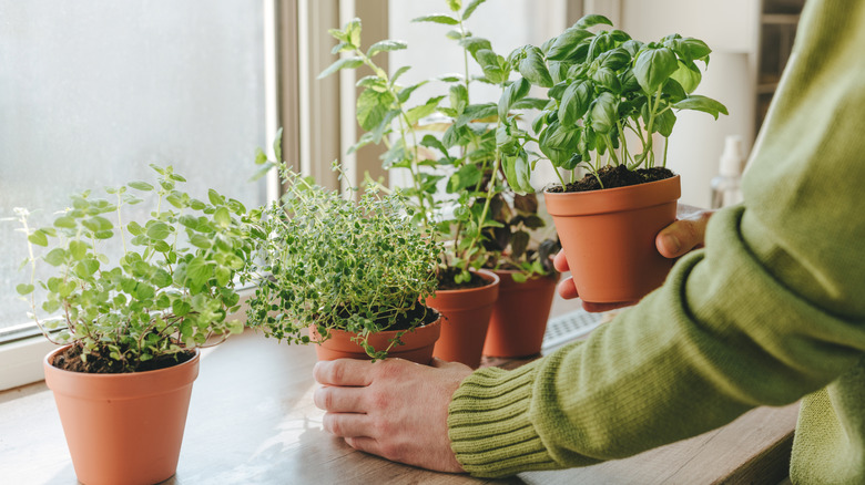 Person in green sweater placing potted herbs on windowsill.