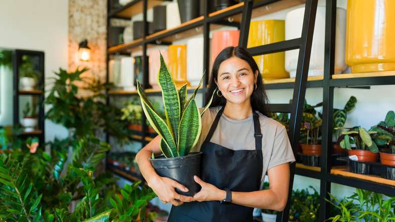 Smiling woman in apron holding potted snake plant
