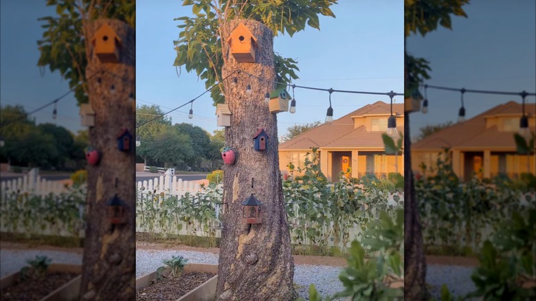 Tree trunk decorated with birdhouses and feeders