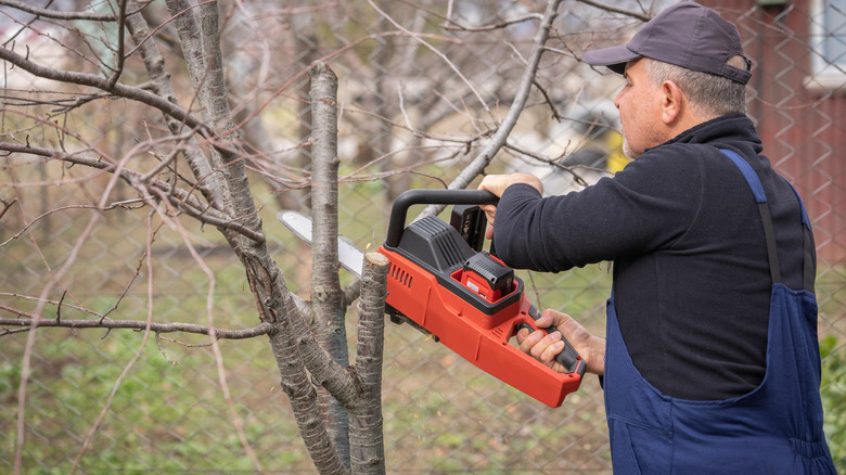 person trimming dead tree