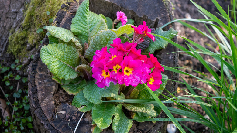 Flowers blooming from a tree stump