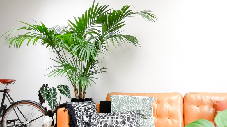 A tall palm thrives in an indoor living room with a couch and bike.