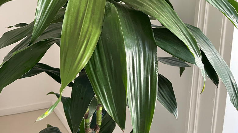 The Lisa Cane plant shows off wits glossy green leaves.