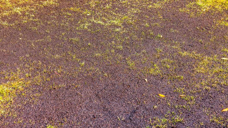 A topdressed and overseeded lawn in fall.