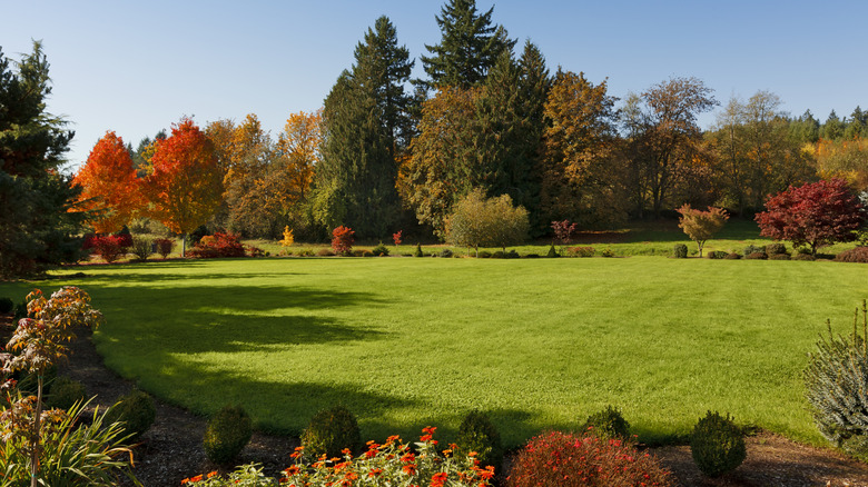 A large, lush and green lawn in fall.