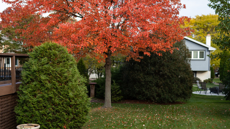 A tree with red leaves in a backyard in fall