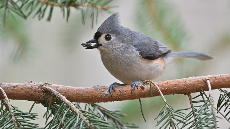 Bird with a seed in its mouth perched on a branch