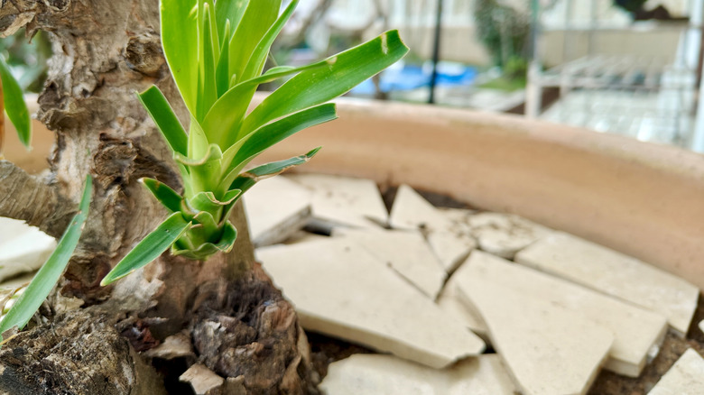 Pottery shards as mulch in container pot