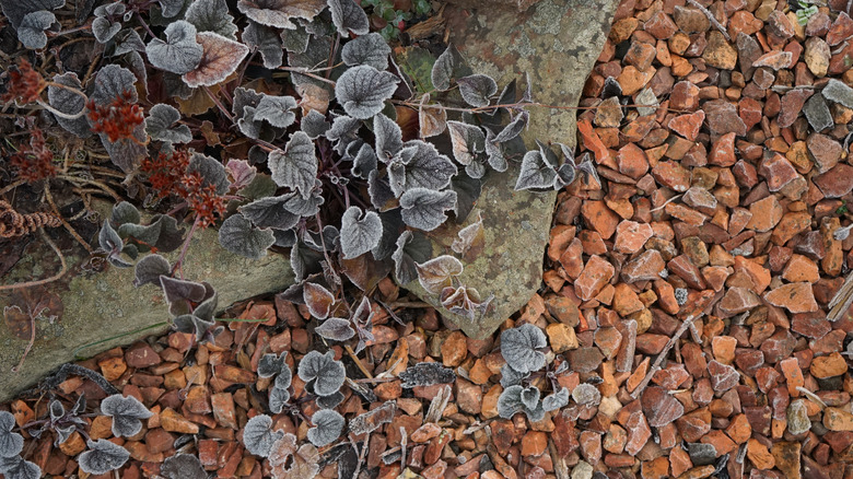Bits of terra cotta pottery on garden path