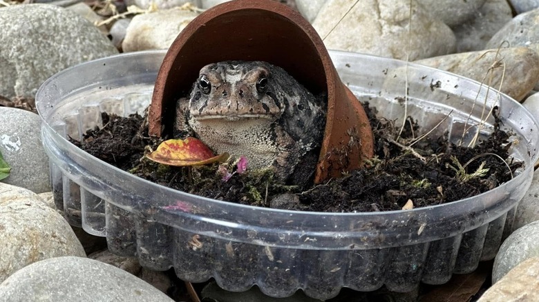 Toad inside terra cotta pot hide