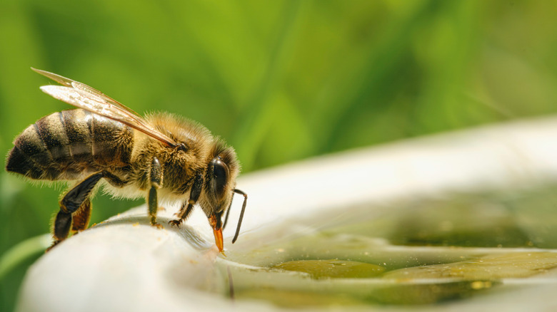 Bee drinking from tiny pool with pebbles