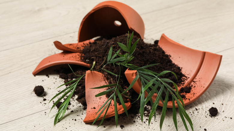 Broken terra cotta pot with plant and soil spilled on the ground