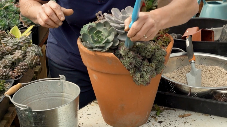 Succulents spilling out of sideways pot
