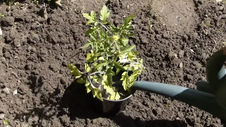 Botomless plastic pot around plant to improve waterering