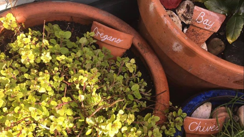 Broken terra cotta pots used to label potted herbs
