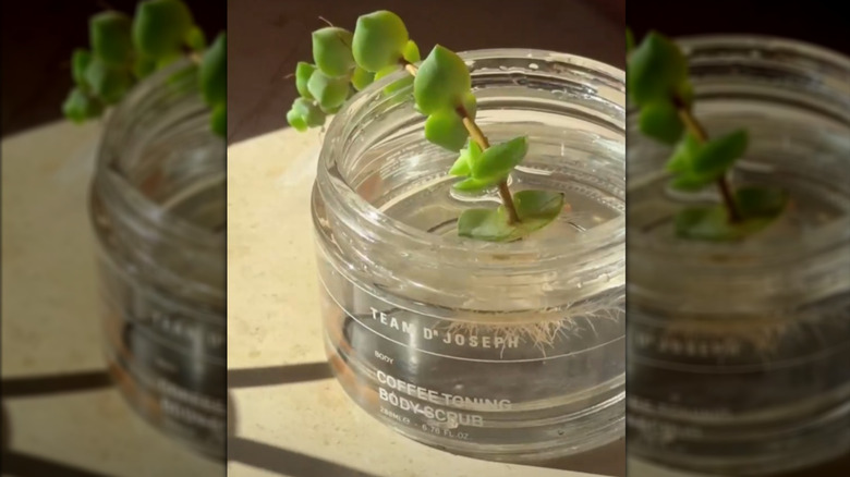 A skin care jar used for plant propagation with little roots forming at its bottom.