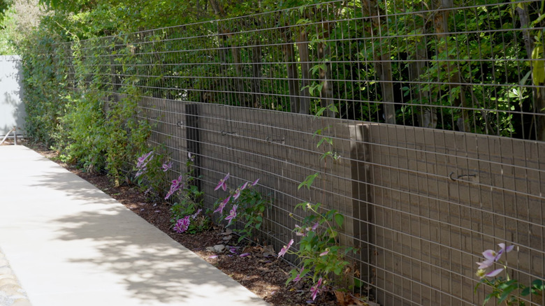 Purple clematis vines grow up a cattle panel privacy screen wall