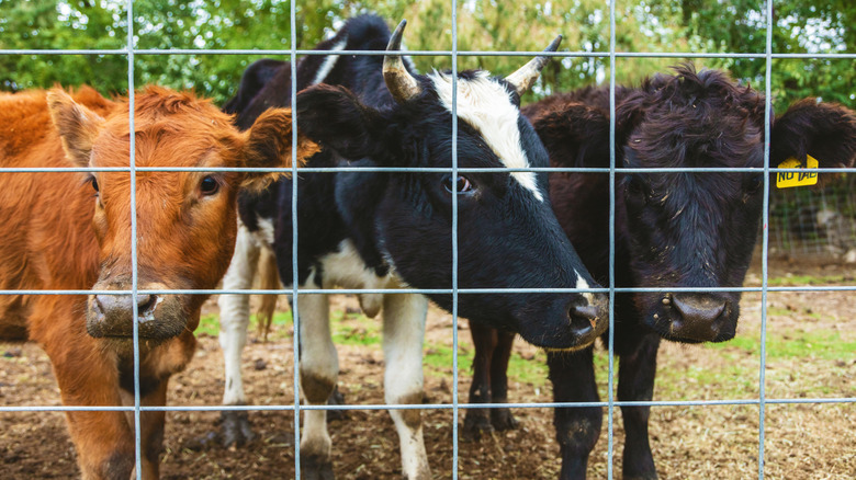 Three cows look through a cattle panel fence