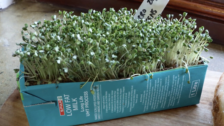 Some microgreens growing inside a milk carton