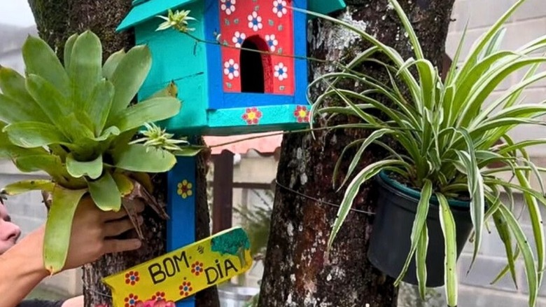 Hands sliding planter into hanging pot on tree