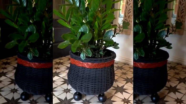 A green houseplant is potted in a black wicker basket planter with finial feet