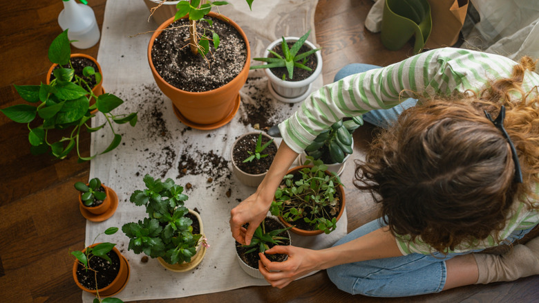 A woman sitting on the floor potting houseplants.