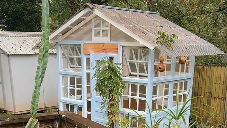 Blue backyard greenhouse made of upcycled windows.