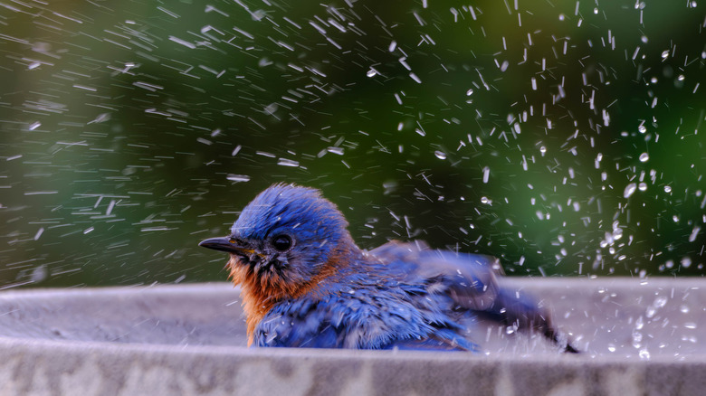 an Eastern bluebird splashes in a backyard birdbath