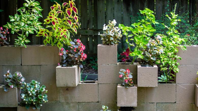 Hollow concrete blocks used as planters.