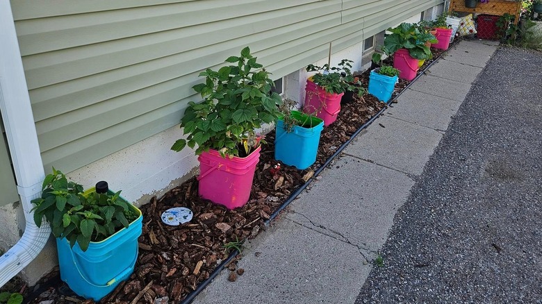 cat litter container plants