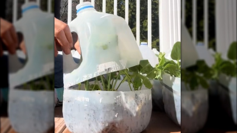 Milk jug greenhouse with plants growing inside