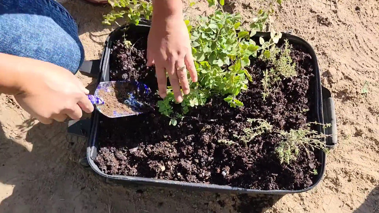 Woman planting herbs in an old suitcase