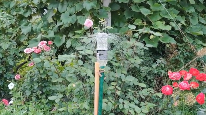 An empty soda bottle turned into a sprinkler in a garden.