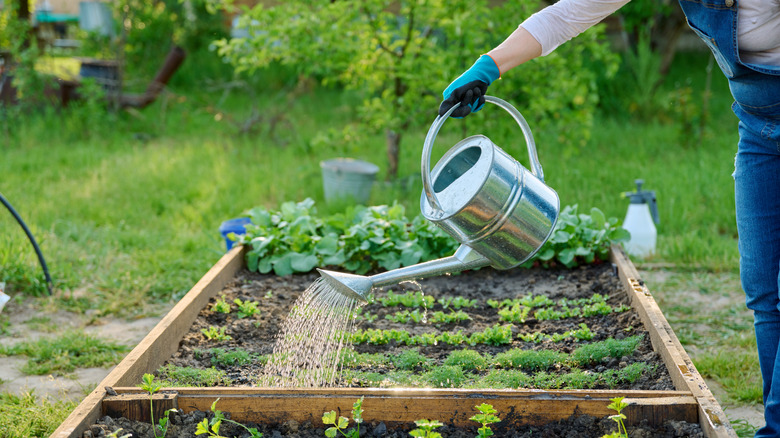 Woman watering garden with a large watering can.