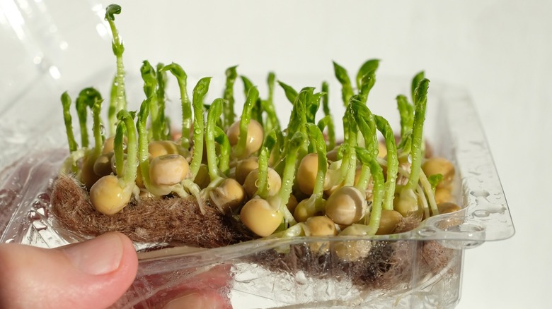 Person with plastic container sprouting peas in coconut coir