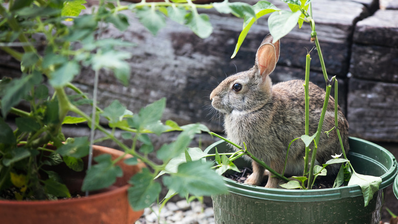 bunny in potted plants