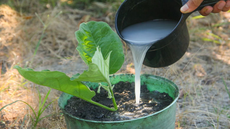 Pouring rice water into the soil of a potted, green leafy plant