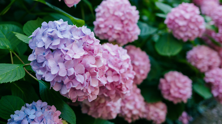 blue and pink hydrangeas
