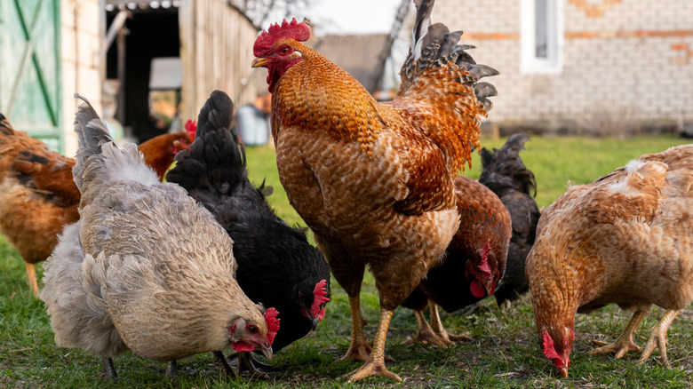 Chickens foraging in grass