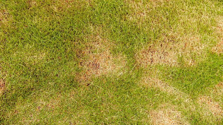 an unhealthy lawn with yellowing grass