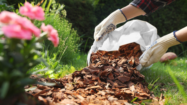 Mulching soil with bark chips in the garden