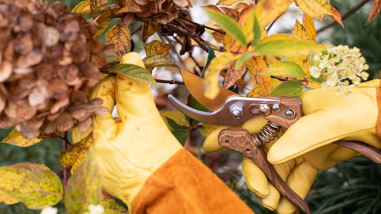 a gardener prunes hydrangeas