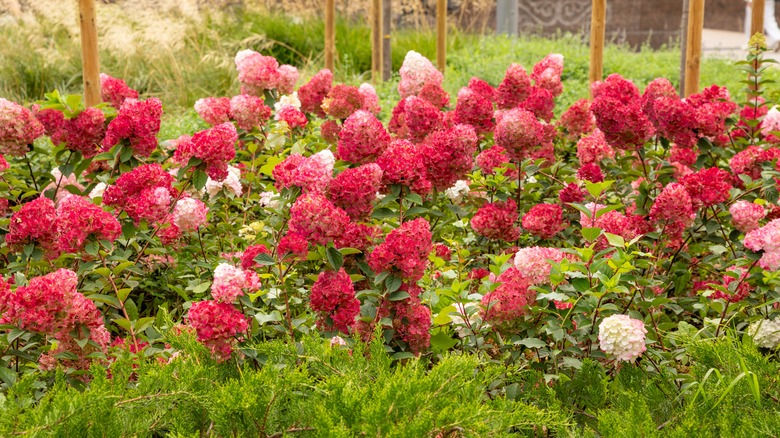 red and pink panicle hydrangeas growing in a garden