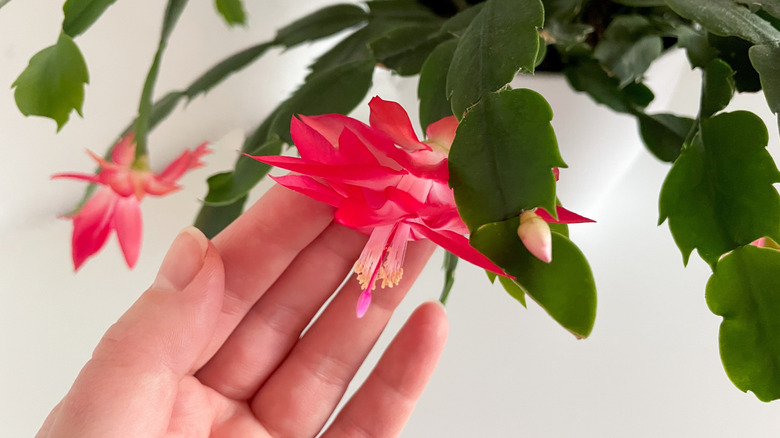 Hand reaching for Christmas cactus foliage