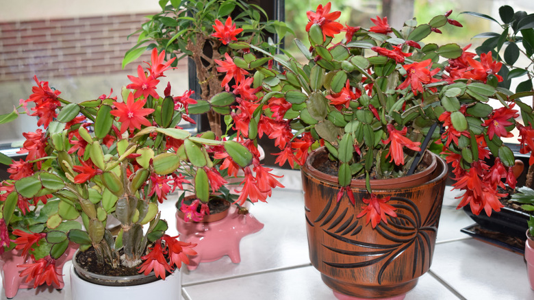 Red-flowered Christmas cactuses in bloom