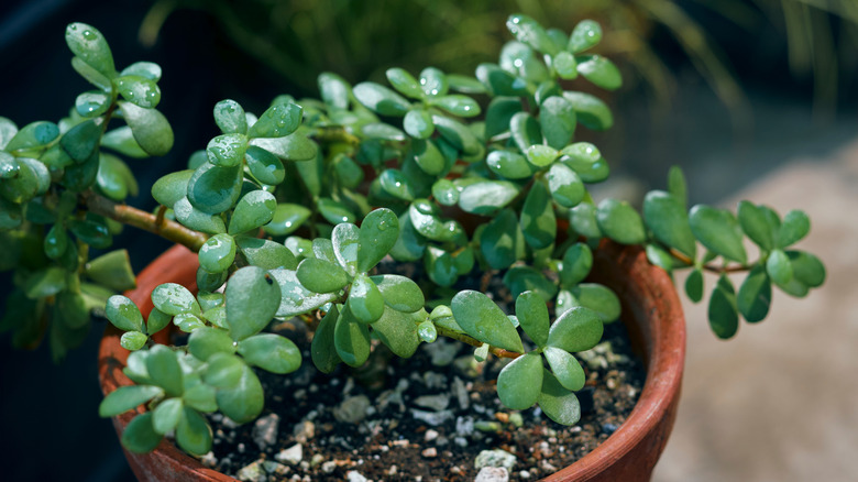 Woman holding jade plant