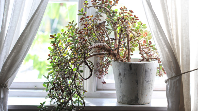 Jade plant placed in windowsill
