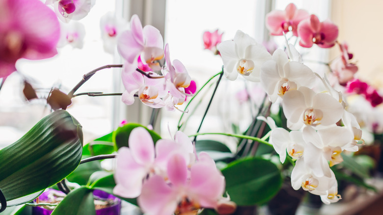 orchid flowers on windowsill